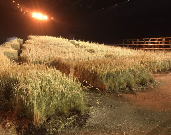 Sol champ de blé reconstitué pour un défilé