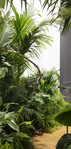 Végétaux naturels exotiques en intérieur